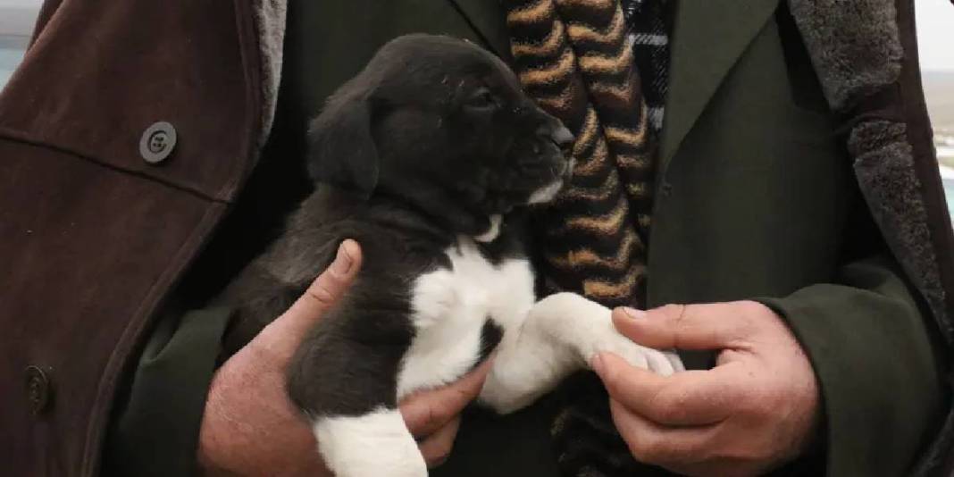 Sivas Kangalına rakip Haymana Karası! Bir kez alışan bir daha bırakamıyor, talep patlıyor: Küçüğü 20, büyüğü 150 Bin TL 5